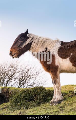 An iconic wild Bodmin Pony grazing on Bodmin Moor in Cornwall. Stock Photo