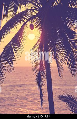 Close up of coconut palm tree silhouette at sunset, color toning applied, selective focus. Stock Photo