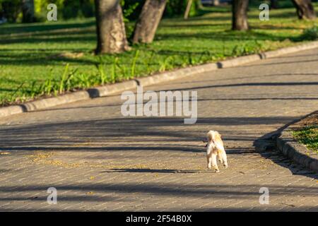 Little happy poodle dog running outdoor at the park Stock Photo