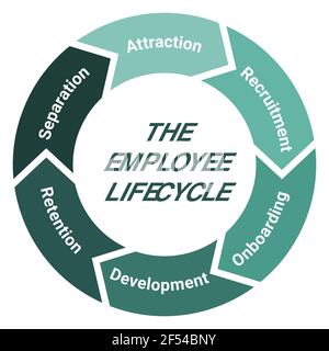 The employee lifecycle management scheme. Methodology circle diagram with attraction, recruitment, onboarding, development, retention and separation. Stock Vector