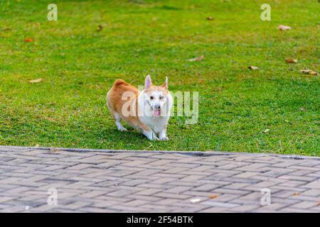 Happy Welsh Corgi dog playing outdoor park in summer Stock Photo
