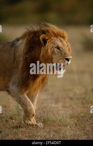 African Male Lion (Panthera leo) patrols his territory in the plains of Masai Mara, Kenya Stock Photo
