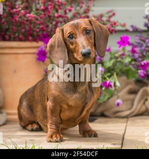 standard smooth haired Dachshund dog Stock Photo