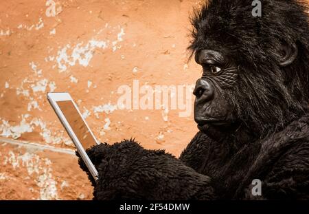 Gorilla with Tablet - Concept of animal monkey adaptation to new modern life technologies Stock Photo