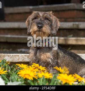 Wirehaired Dachshund dog Stock Photo