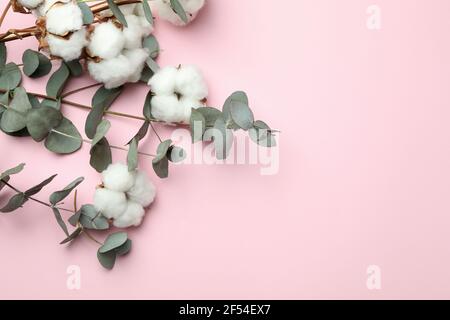 Beautiful eucalyptus and cotton on pink background Stock Photo