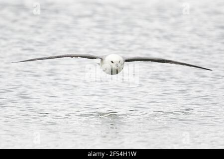 Northern Fulmar - in flight over sea Fulmarus glacialis Merakkasletta Peninsular Iceland BI028073 Stock Photo