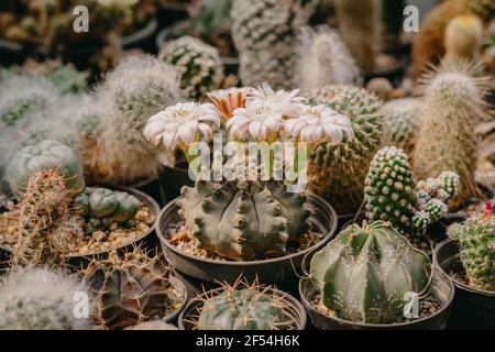 Cactus flowers, Gymnocalycium sp. with white flower is blooming on pot, Succulent, Cacti, Cactaceae, Tree, Drought tolerant plant. Stock Photo