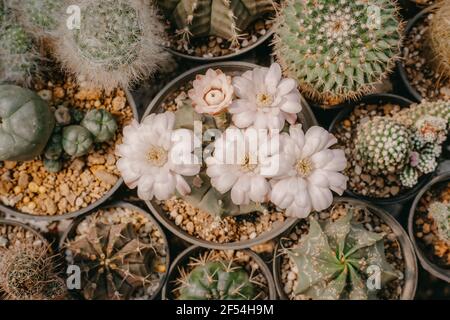 Top view of Cactus flowers, Gymnocalycium sp. with white flower is blooming on pot, Succulent, Cacti, Cactaceae, Tree, Drought tolerant plant. Stock Photo