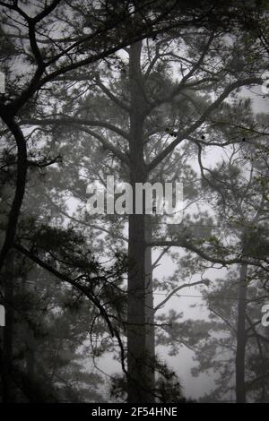 a pine tree stands tall in the refreshing rain and fog Stock Photo