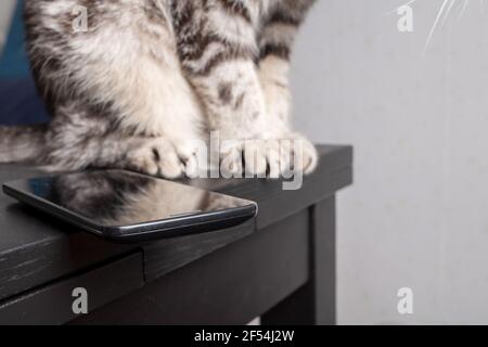Cat is about to throw the smartphone from the table to the floor, which lies dangerously on the edge. Pets entertainment. Stock Photo