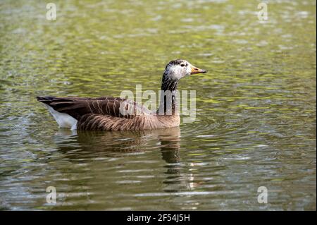 Canada goose, Embden goose hybrid bird Stock Photo