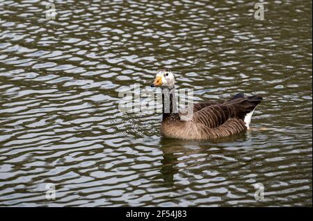 Canada goose, Embden goose hybrid bird Stock Photo