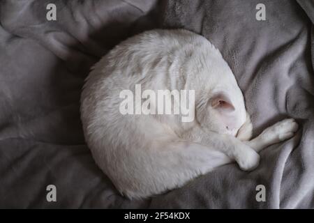 top down view of one pure white cat sleep on gray blanket on bed Stock Photo