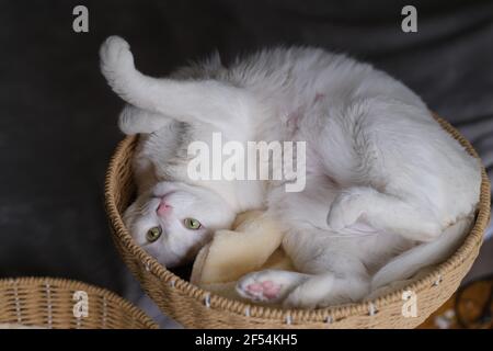 playful white cat lying upside down in basket, looking at camera Stock Photo