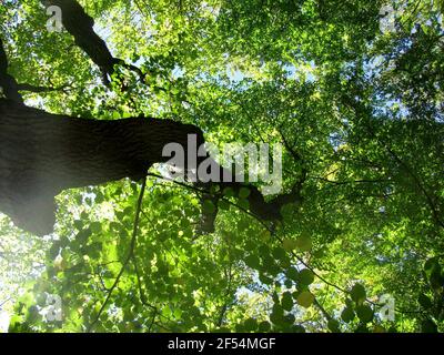 the sun shines through a tree near the old highway between Eisenach and Waltershausen Stock Photo