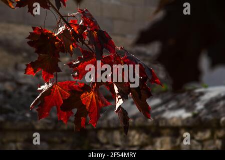 Red maple leaves and blurry dark silhouettes and cemetery wall at background. Mourning, funeral, grief, memorial, loss concepts. Black white red photo Stock Photo