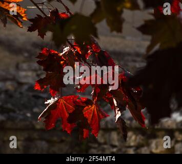 Red maple leaves and blurry dark silhouettes and cemetery wall at background. Mourning, funeral, grief, memorial, loss concepts. Black white red photo Stock Photo