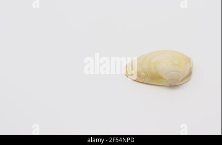 Sea shell isolated on a white background, Seashell on white background Stock Photo
