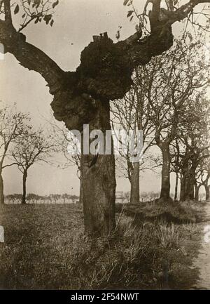 Sauerkirsche (Prunus Cerasus). Trunk with tubering Stock Photo