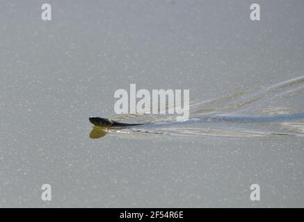 grass snake swimming on the lake Stock Photo