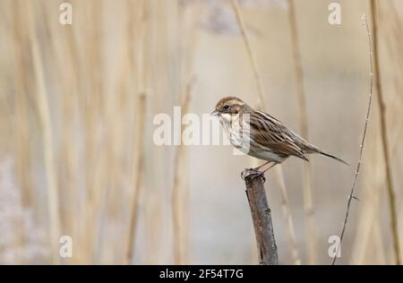 Close up of adult Female Reed Bunting UK, Emberiza schoeniclus, perching in reeds, Lackford Lakes, Suffolk UK Stock Photo