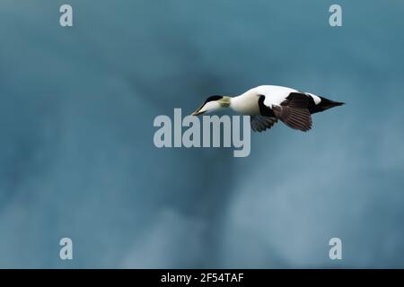 Common Eider - male flying in front of iceberg Somateria mollissima Jokulsarlon Lagoon Iceland BI028349 Stock Photo