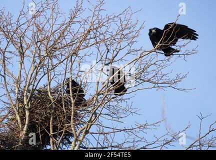 The Rook, Corvus frugilegus, a bird of the crow family, Rooks in a rookery of several nests, Suffolk East Anglia UK Stock Photo