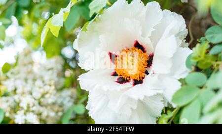 White peony blooming. Beautiful big spring flower blooms on bush. Tree peony Paeonia suffruticosa in garden. floriculture gardening. Long web banner Stock Photo