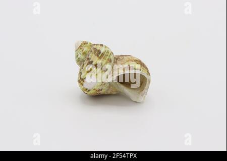 Sea shell isolated on a white background, Seashell on white background Stock Photo