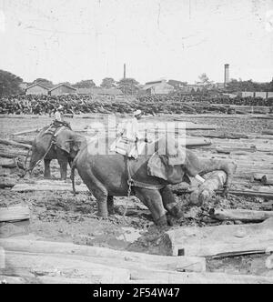 Rangonn (Burma). Working elephants in a stereoing in a wooden bearing (sawmill?) Stock Photo