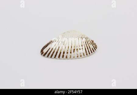 Sea shell isolated on a white background, Seashell on white background Stock Photo
