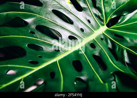 Tropical monstera leaves on yellow Stock Photo