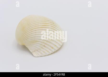 Sea shell isolated on a white background, Seashell on white background Stock Photo