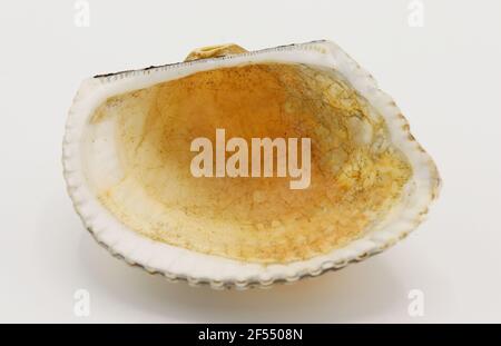 Sea shell isolated on a white background, Seashell on white background Stock Photo