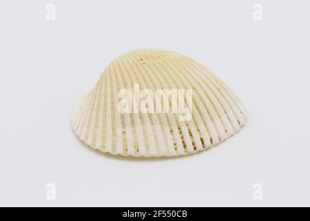Sea shell isolated on a white background, Seashell on white background Stock Photo