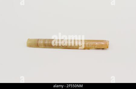 Sea shell isolated on a white background, Seashell on white background Stock Photo