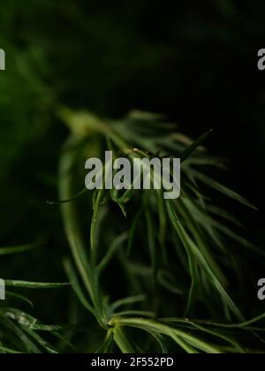 Fresh Green Dill Herb Branch Ready For Cooking Stock Photo - Alamy