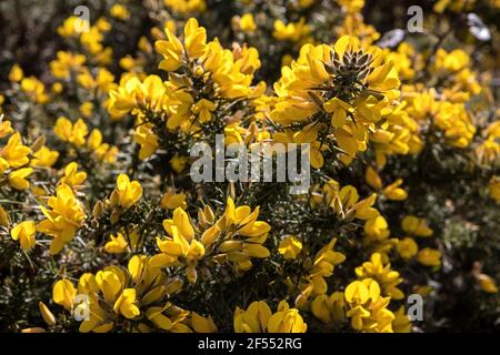 Common gorse in bloom, coconut-perfumed, Studland National Trust Stock Photo