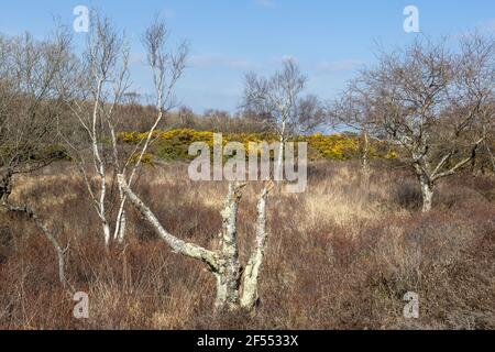 Landscape with common gorse, springtime, Studland National Trust Stock Photo