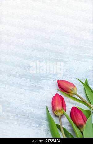 Three red tulips on a light background. Tulips on a gray background. Stock Photo