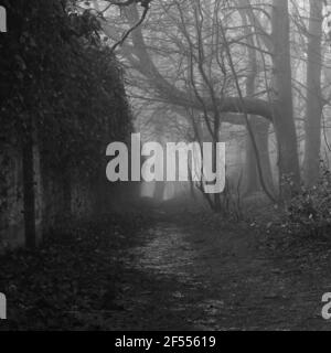 Woodland path on a foggy morning in winter. Stock Photo