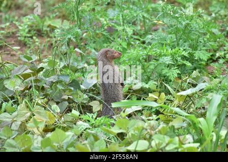 Indian grey mongoose, Herpestes edwardsii, Satara, Maharashtra, India Stock Photo