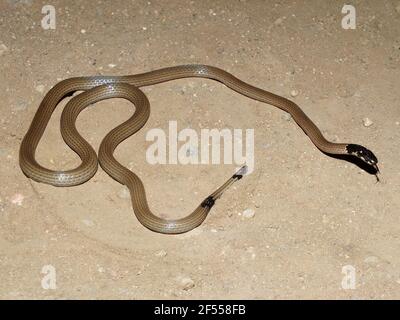 Slender coral snake, Calliophis melanurus, Satara, Maharashtra, India Stock Photo