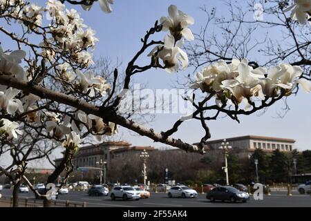 Beijing, China. 24th Mar, 2021. Blooming magnolia flowers are seen near the Great Hall of the People in Beijing, capital of China, March 24, 2021. Flowers are in full bloom as the temperature rises in Beijng. Credit: Luo Xiaoguang/Xinhua/Alamy Live News Stock Photo