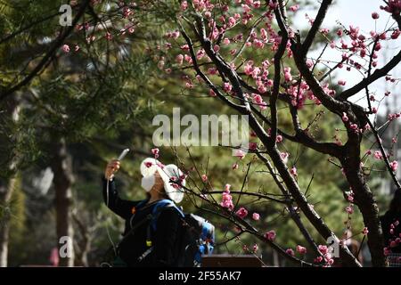 Beijing, China. 24th Mar, 2021. A tourist takes pictures of flowers at Zhongshan Park in Beijing, capital of China, March 24, 2021. Flowers are in full bloom as the temperature rises in Beijng. Credit: Luo Xiaoguang/Xinhua/Alamy Live News Stock Photo
