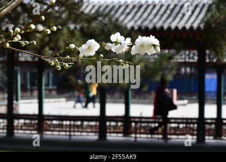 Beijing, China. 24th Mar, 2021. Blooming flowers are seen at Zhongshan Park in Beijing, capital of China, March 24, 2021. Flowers are in full bloom as the temperature rises in Beijng. Credit: Luo Xiaoguang/Xinhua/Alamy Live News Stock Photo