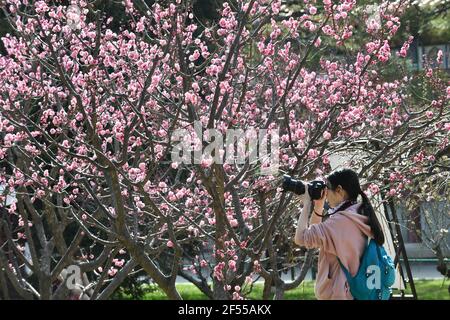 Beijing, China. 24th Mar, 2021. A tourist takes pictures of flowers at Zhongshan Park in Beijing, capital of China, March 24, 2021. Flowers are in full bloom as the temperature rises in Beijng. Credit: Luo Xiaoguang/Xinhua/Alamy Live News Stock Photo