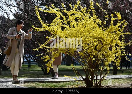 Beijing, China. 24th Mar, 2021. Tourists enjoy flowers at Zhongshan Park in Beijing, capital of China, March 24, 2021. Flowers are in full bloom as the temperature rises in Beijng. Credit: Luo Xiaoguang/Xinhua/Alamy Live News Stock Photo
