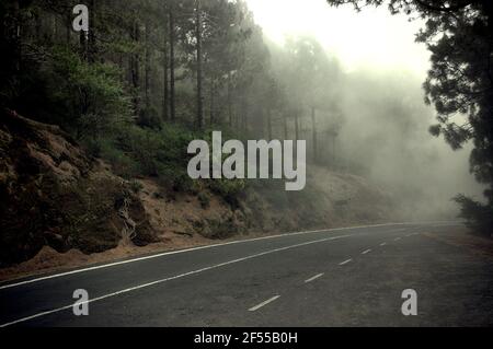 Dramatic ambiance following a deserted, spooky road crossing the coniferous forest known as corona forestal on a foggy overcast morning Stock Photo